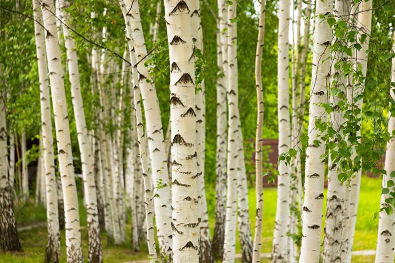 birch trees