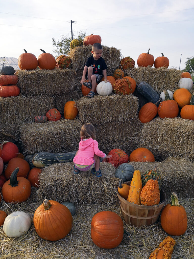 toddlers climbing hey stacks and pumpkins