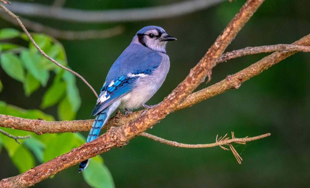 a blue jay